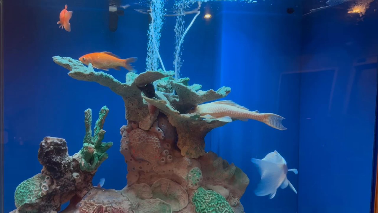 Dragon City - Relaxing - Chinese Near Me - Oviedo, Florida