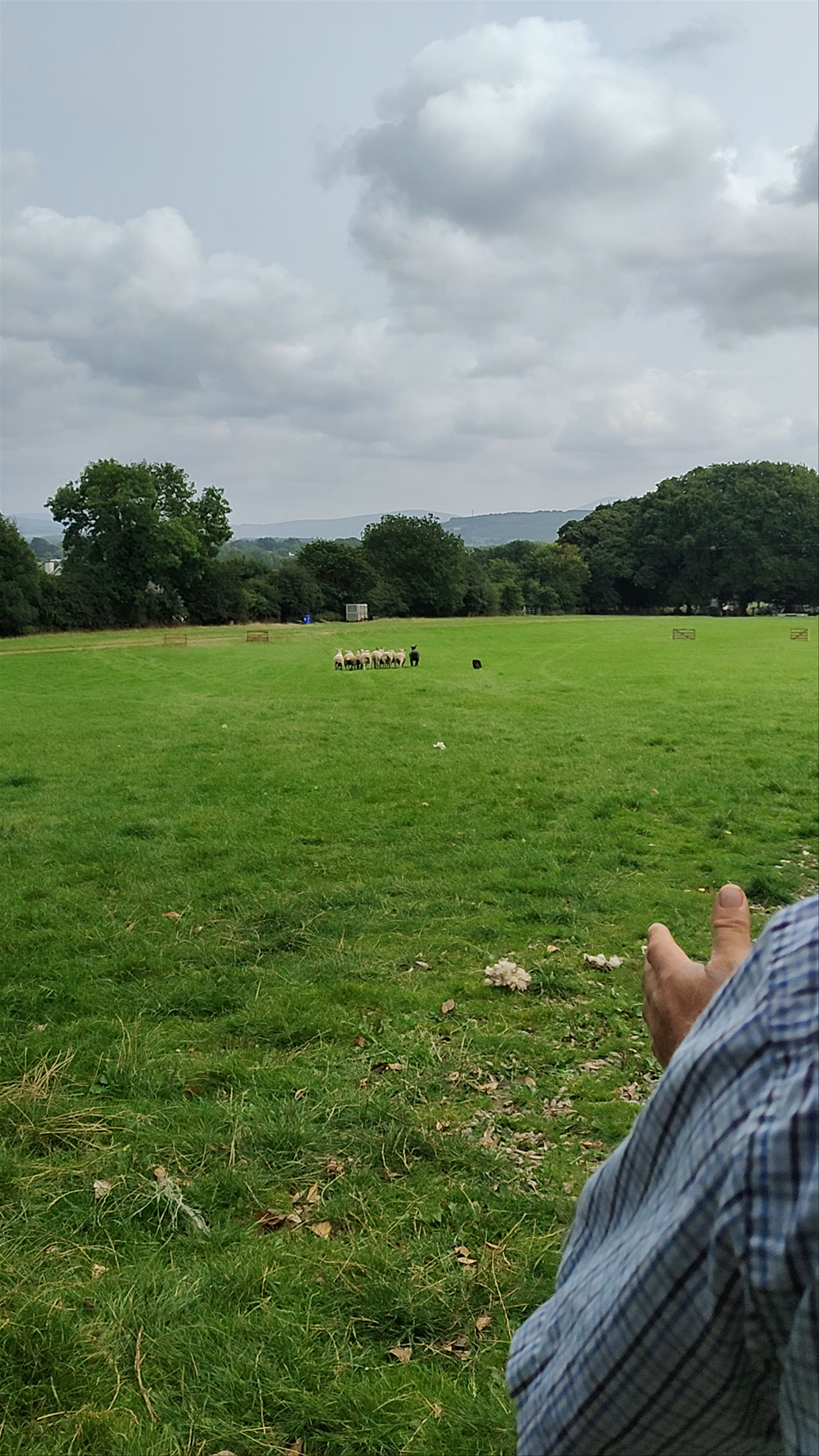 Irish Working Sheepdogs