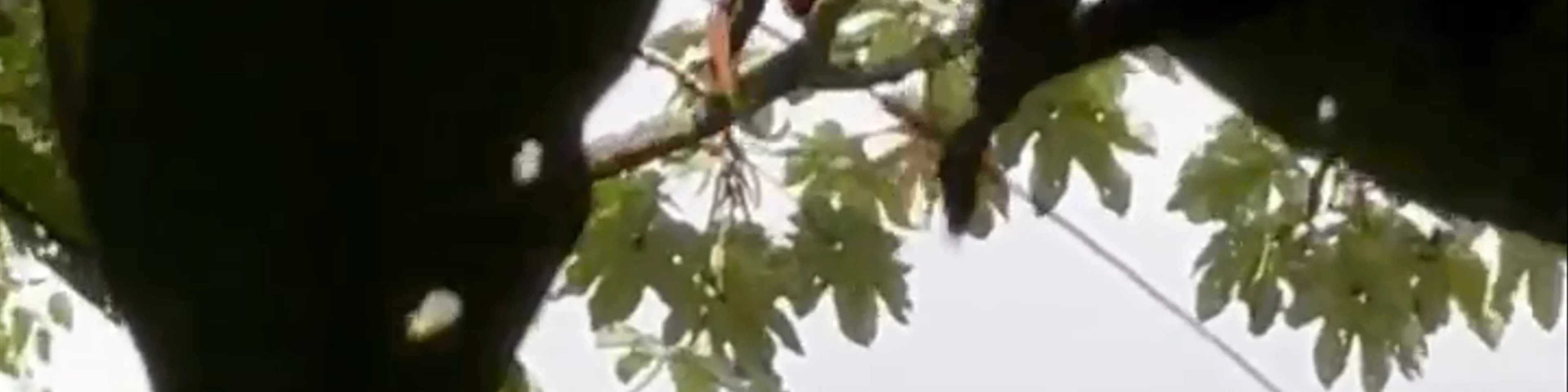 Nido De Terra