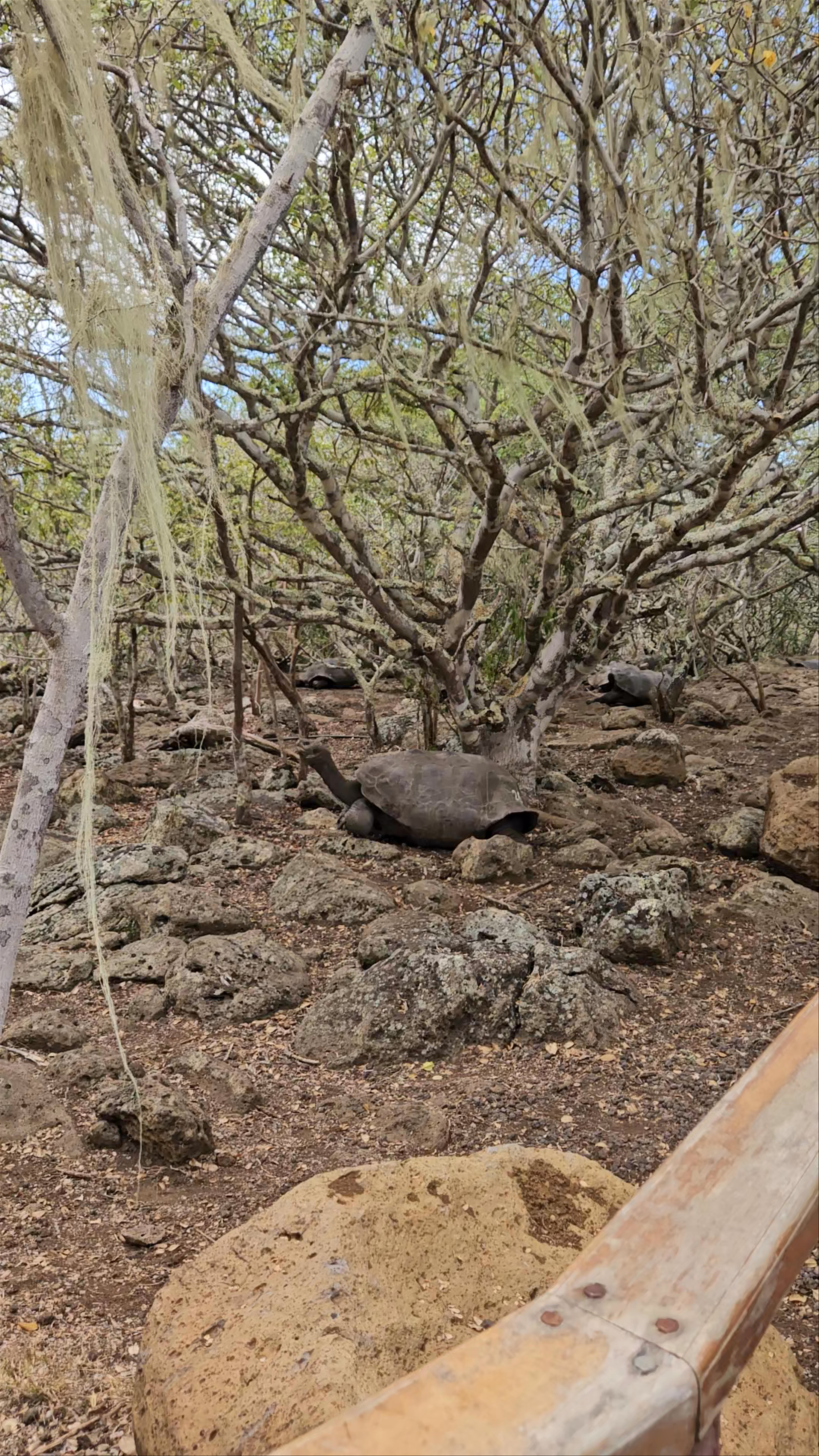 Galapaguera de Cerro Colorado