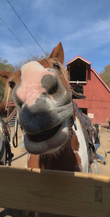 Schooner Valley Riding Stable - Had a great time! The staff is excellent with children!  Will be coming back! - Horseback Riding Near Me - Nashville, Indiana