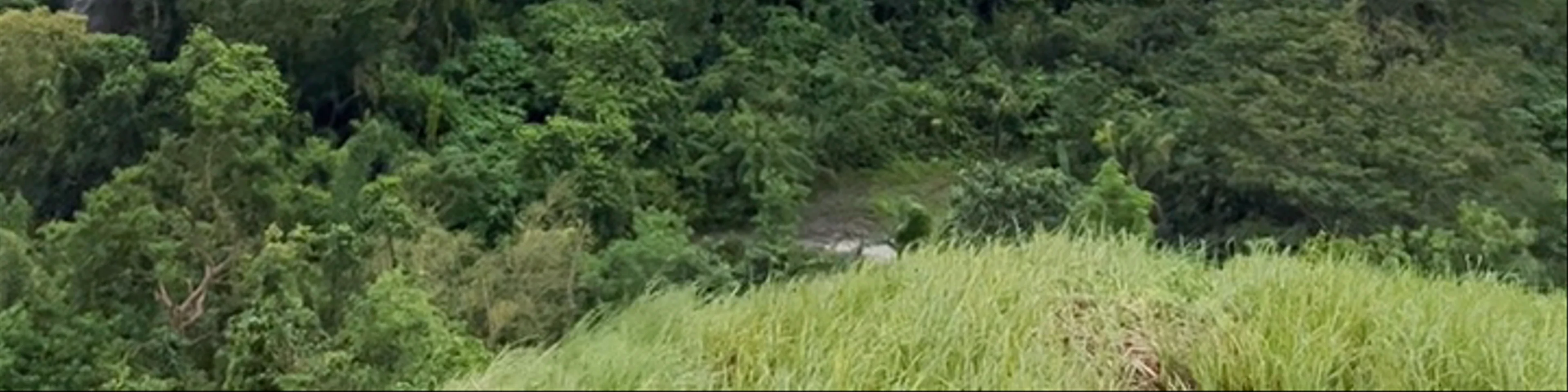 Chocolate Hills View Point