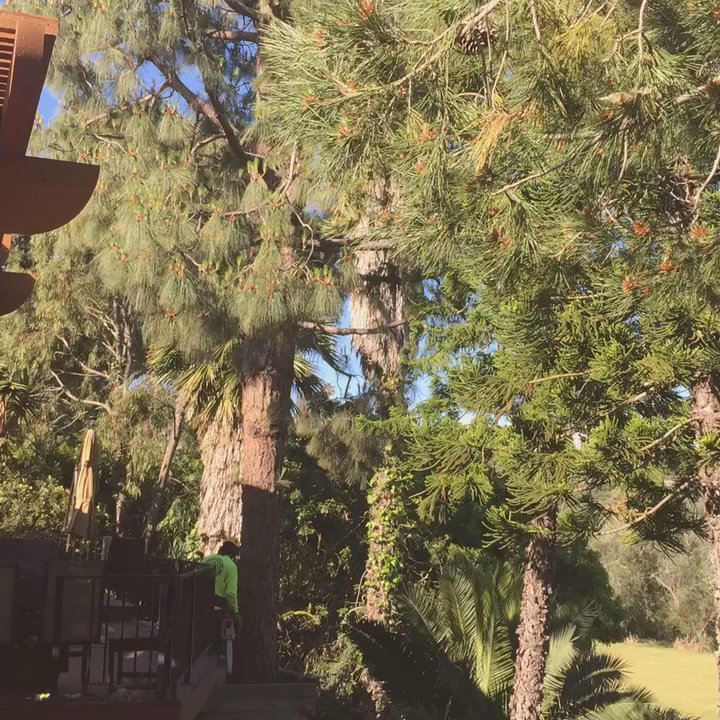 Environmental Green Tree Care - Rapid tree removal by the Environmental Tree Team - Tree Services Near Me
