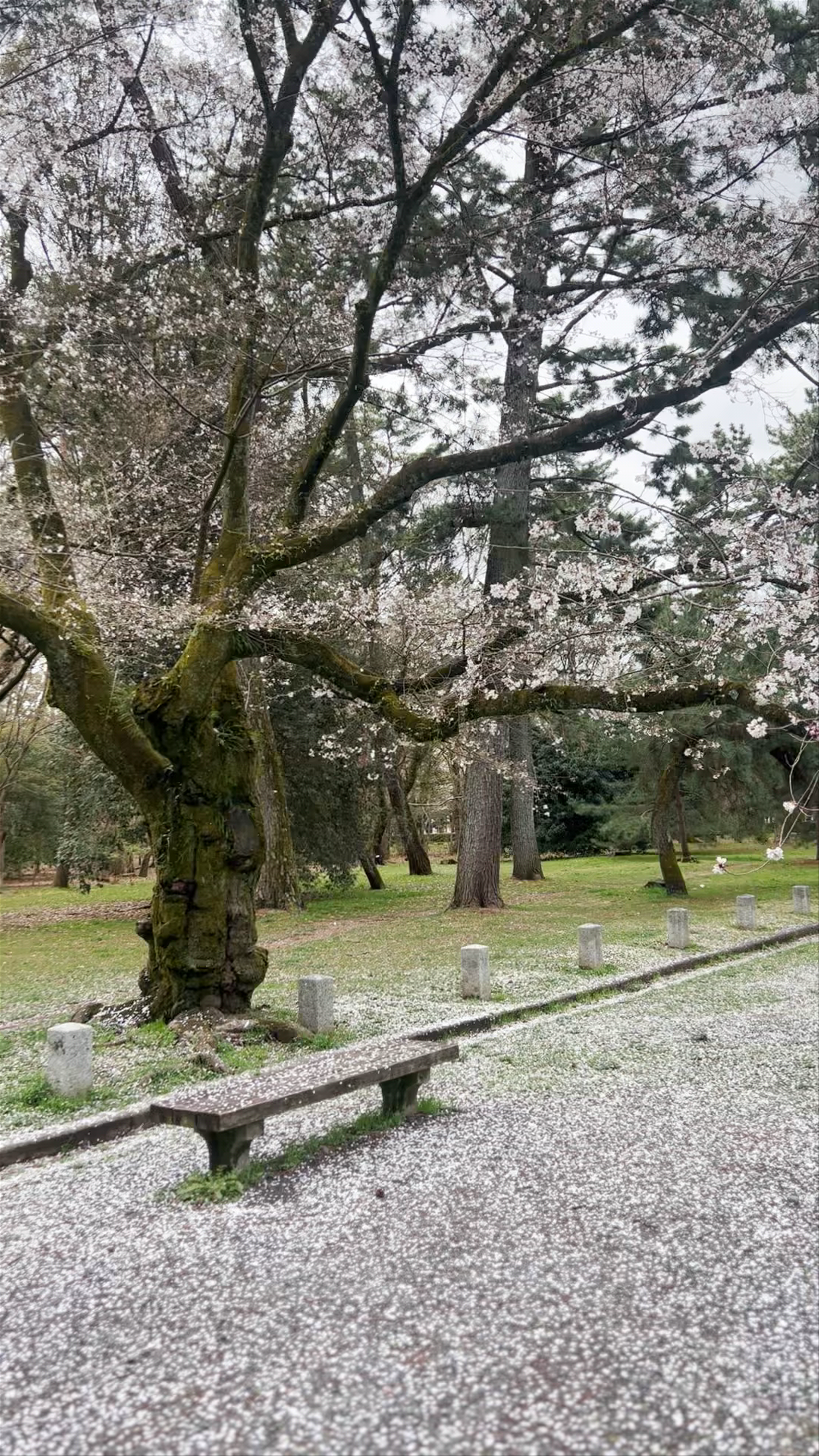Kyoto Imperial Palace