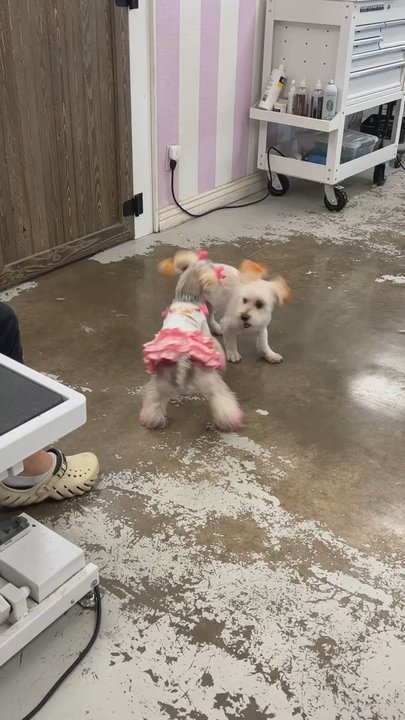 Chassy’s Classy Canines - Pet Groomers Near Me - Gilbert, Arizona
