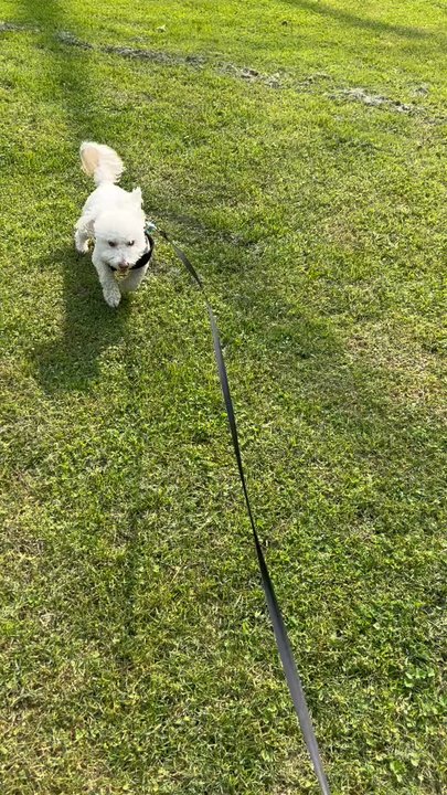 Foxxy Resort - Picture and video from Amanda that shows that Chase is in good hands. - Pet Boarding Near Me - Greenup, Kentucky