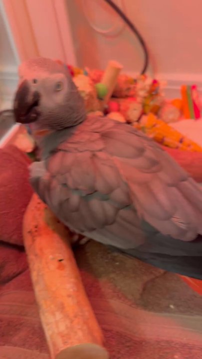 Feathered Friends Forever - Pet Adoption Near Me - Harlem, Georgia