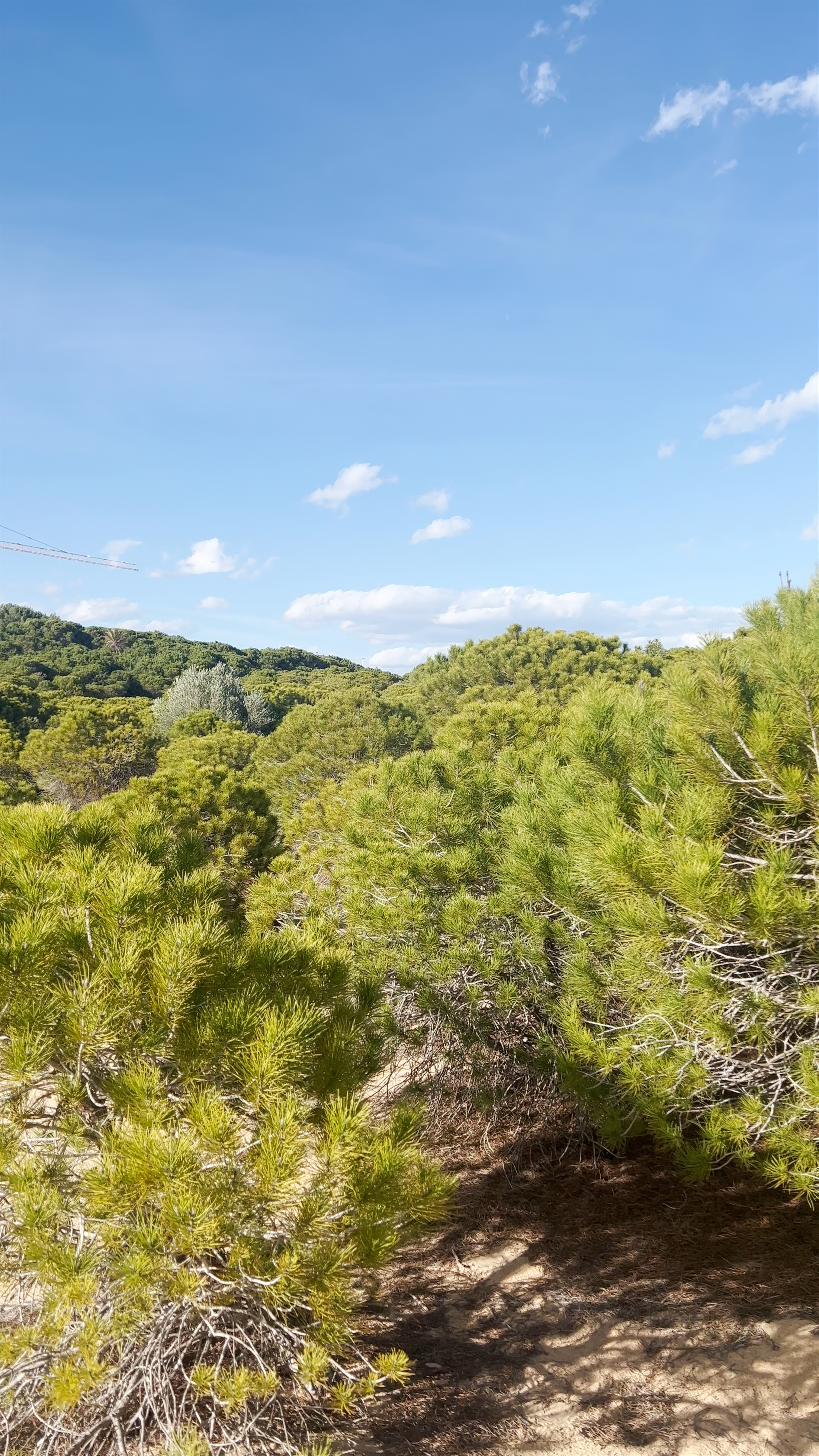 Clot de Galvany Nature Reserve: Serene Pine Forest Walk in Los Arenales del Sol