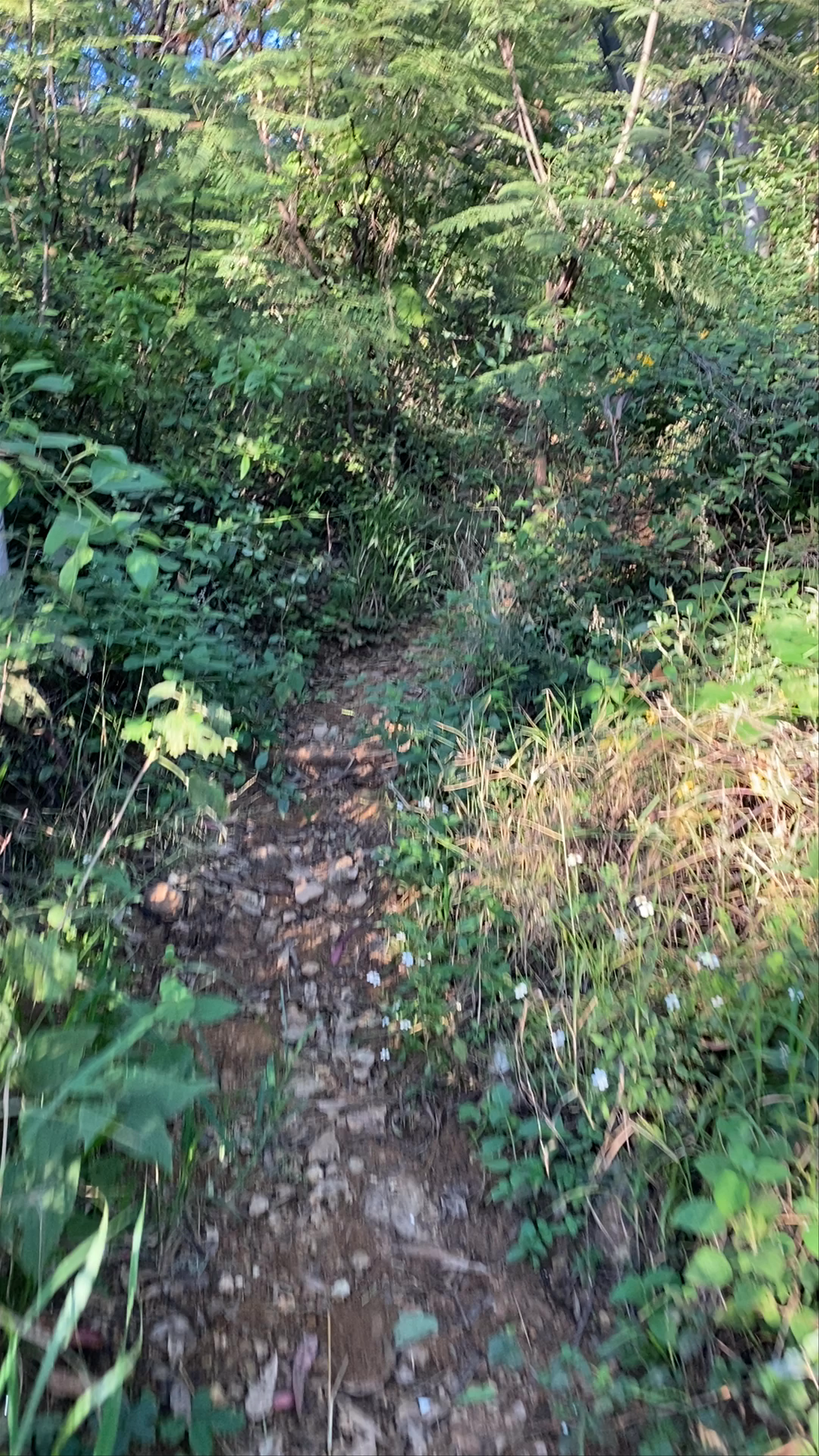 Serene Hiking Trail through Cerro del Fortín, Oaxaca
