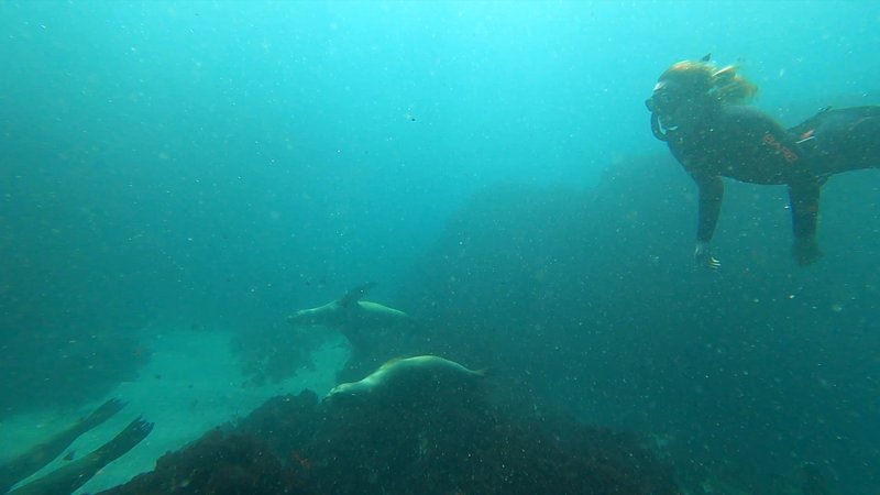 Free Diving with Sea Lions poster