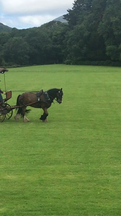 Muckross House - Museums Near Me - Killarney, Kentucky