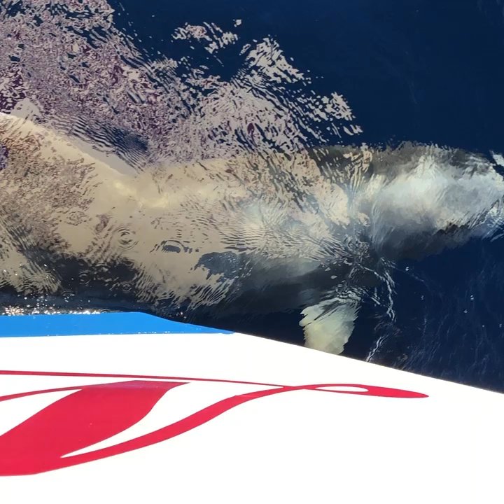 Gotcha Snuba - Bottlenose dolphin swimming with the Maui Magic. - Boat Tours Near Me - Wailuku, Hawaii