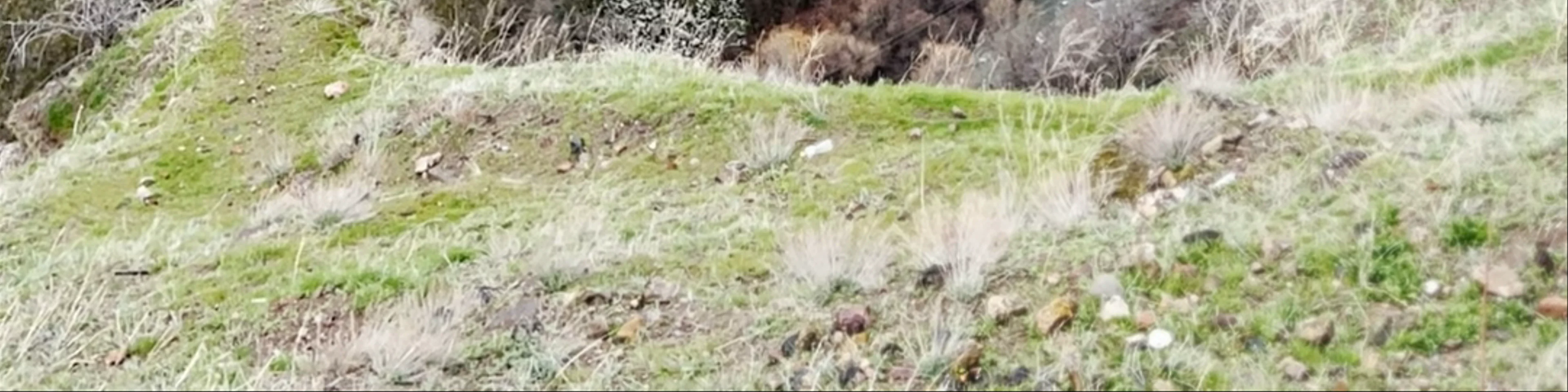 Garni