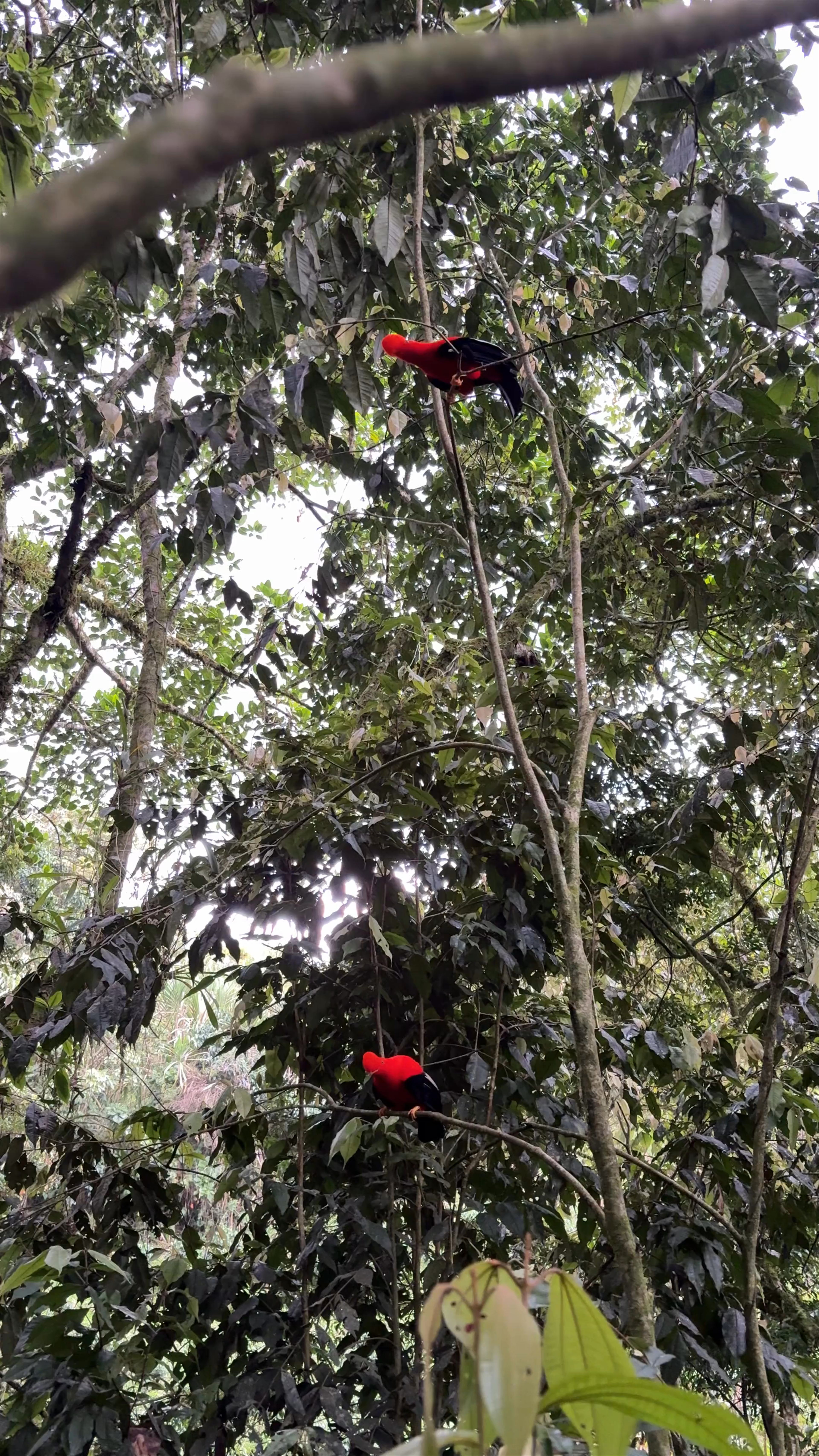 Reserva Natural Jardín de Rocas (Avistamiento del Gallito de Roca)
