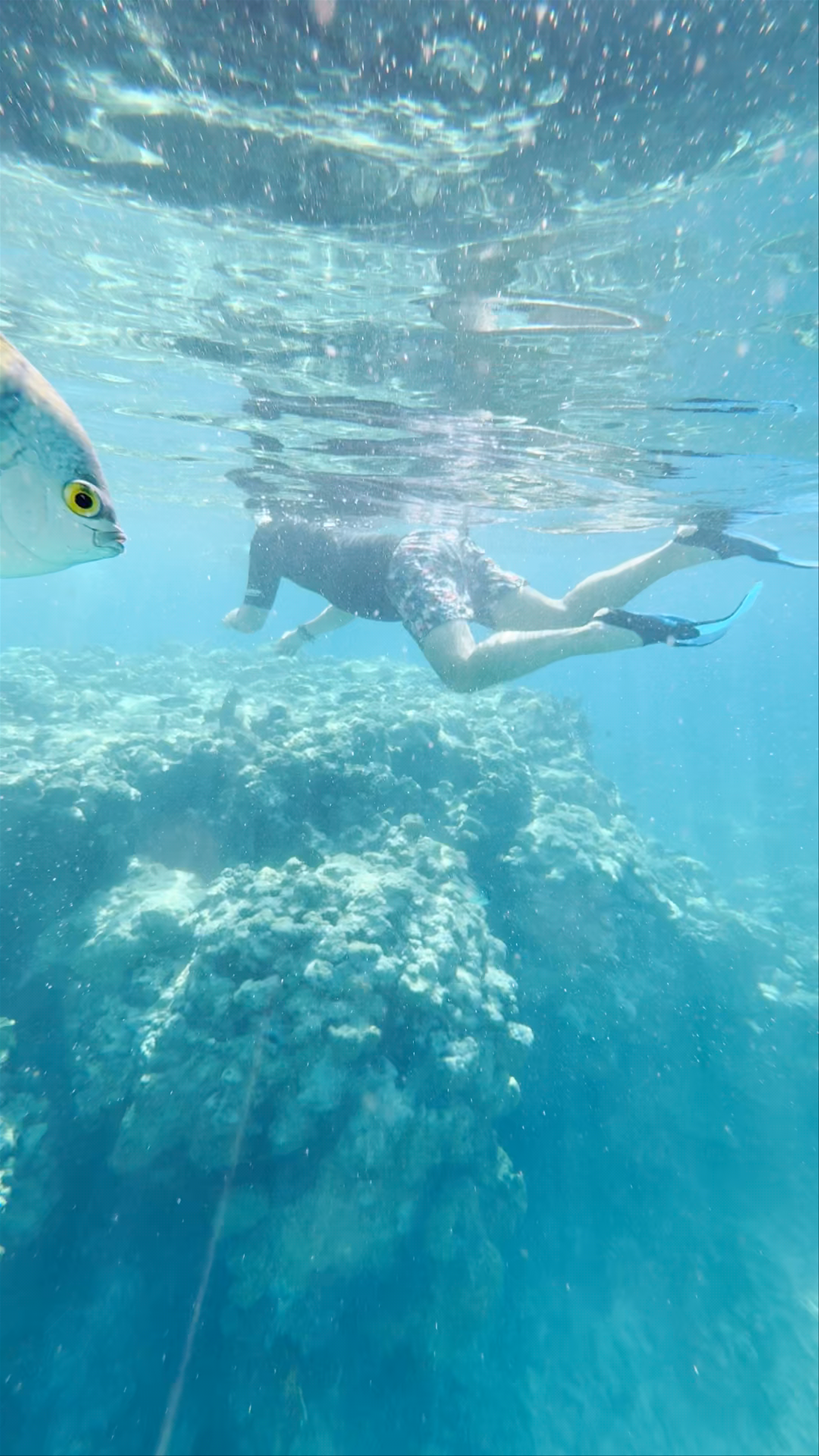 Underwater Snorkelling Adventure in Sharm El Sheikh, Egypt