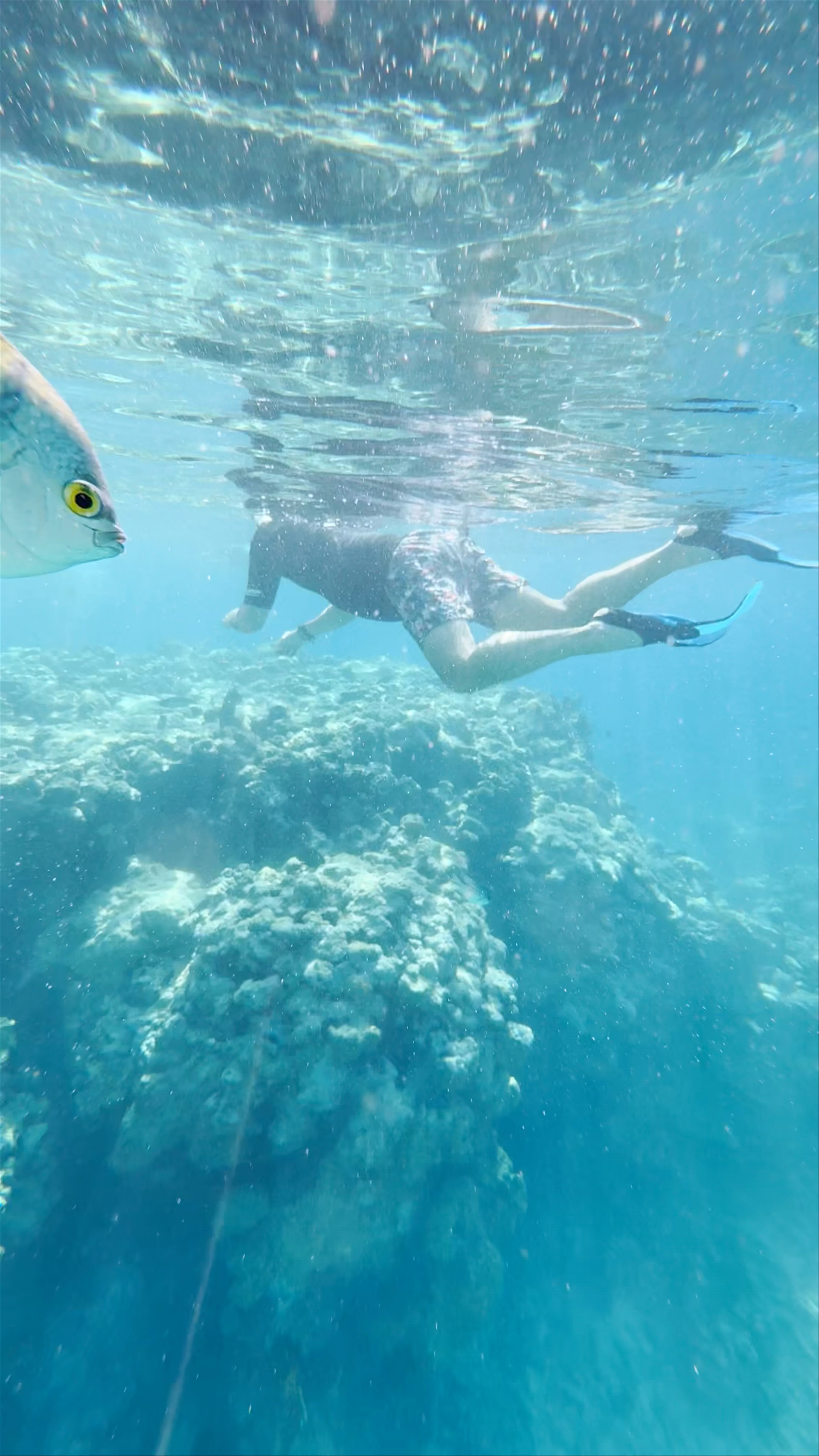 Sharm El Sheikh Snorkelling Site