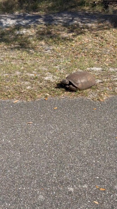 Brevard Zoo Linear Park - Turtle on the trail - Parks Near Me - Melbourne, Florida