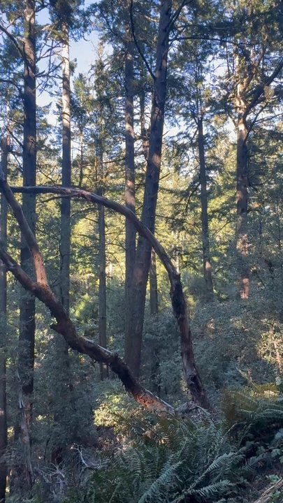 Skeggs Point - Hiking Near Me - Woodside, California