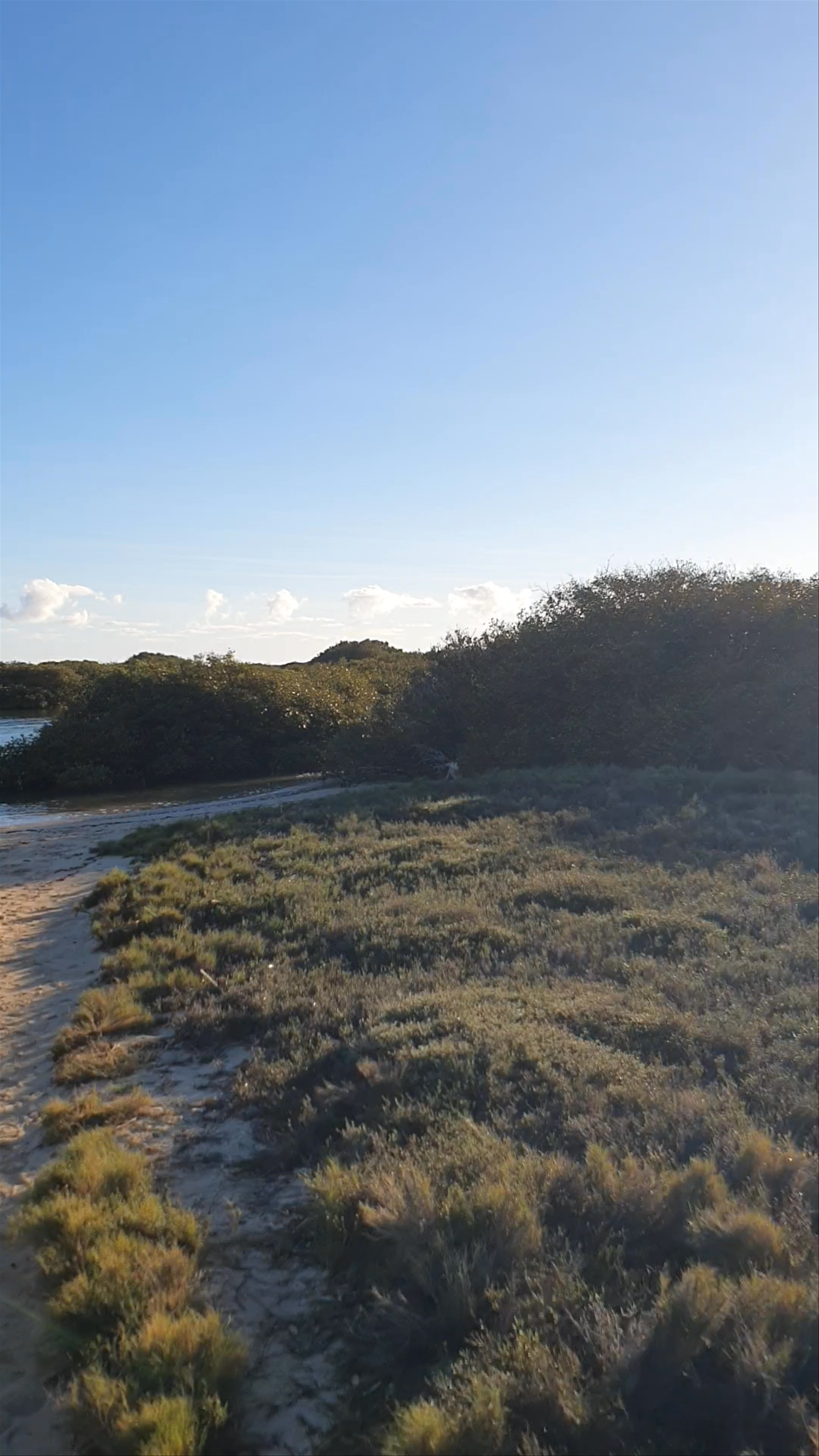 Mangrove Bay