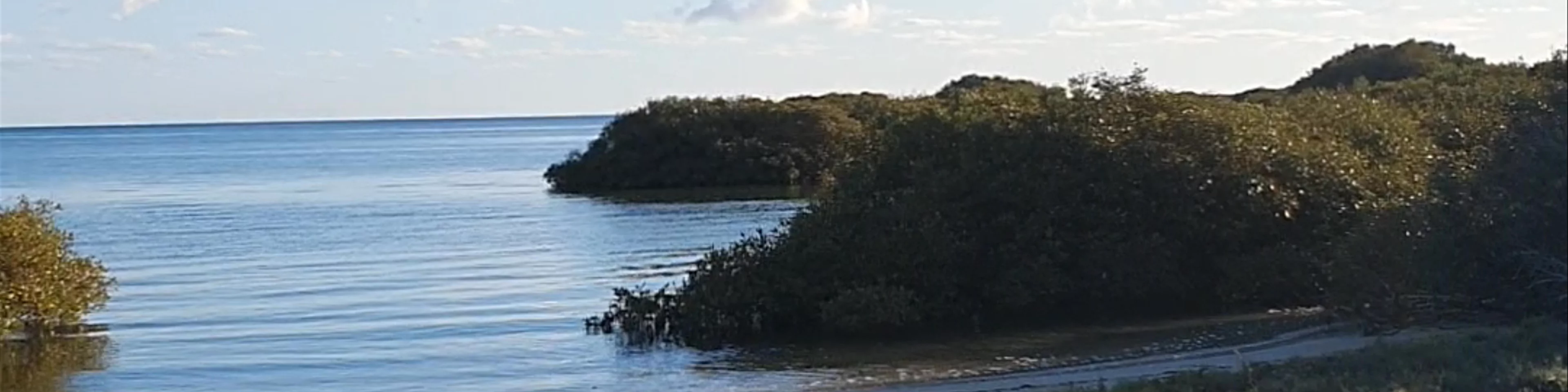 Mangrove Bay
