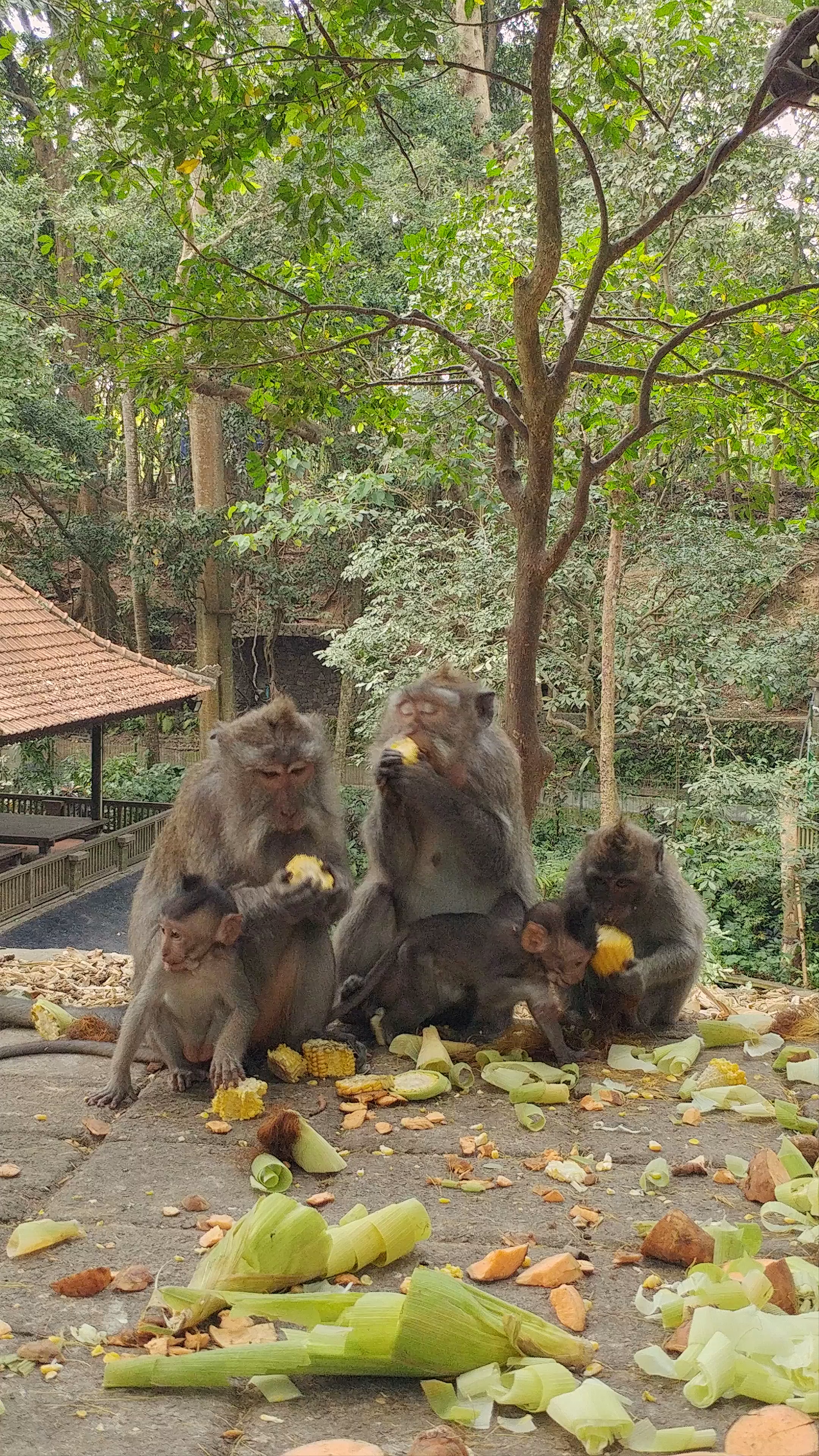 Sacred Monkey Forest Sanctuary: Playful Monkeys in Ubud