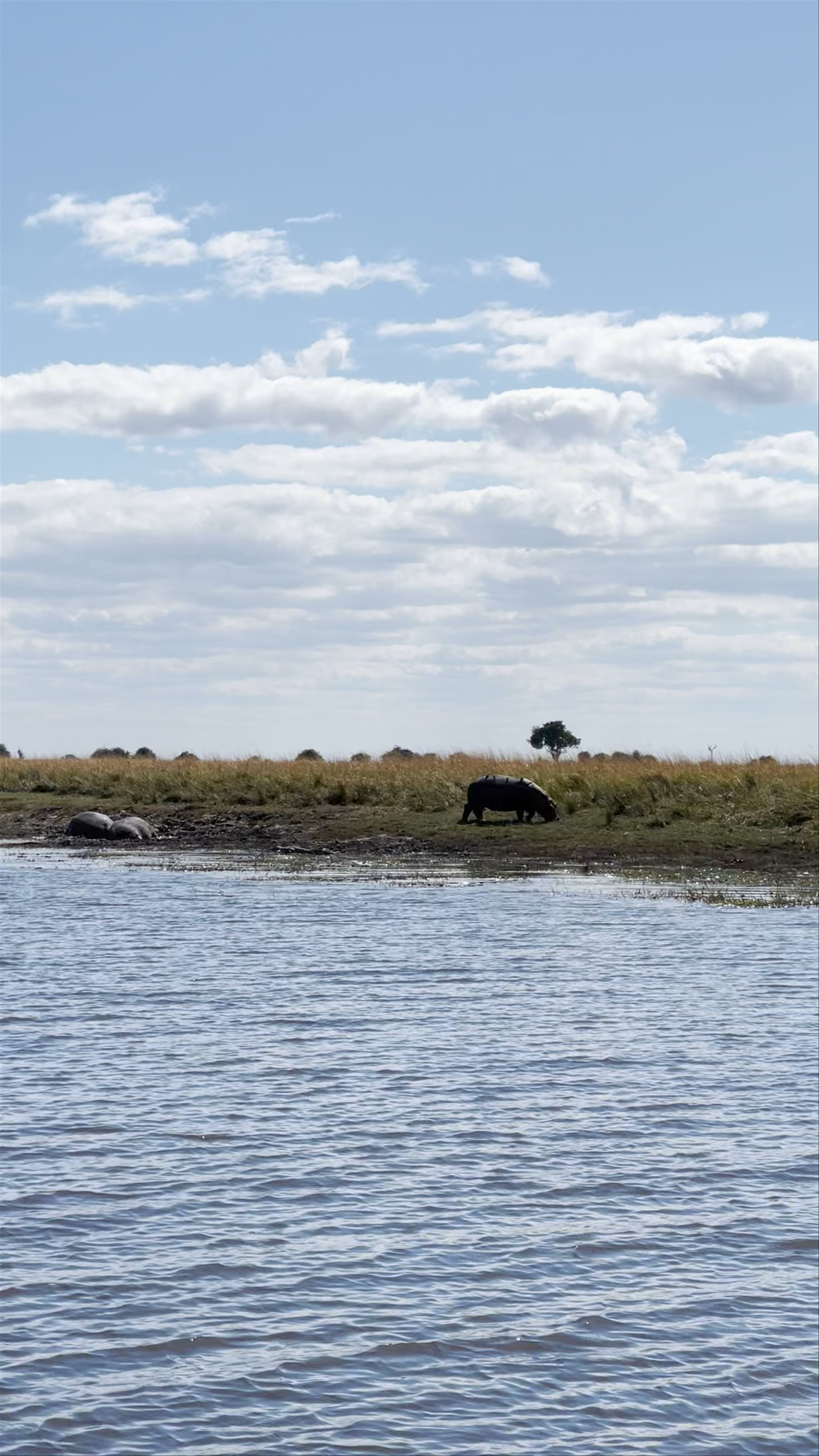 Chobe River