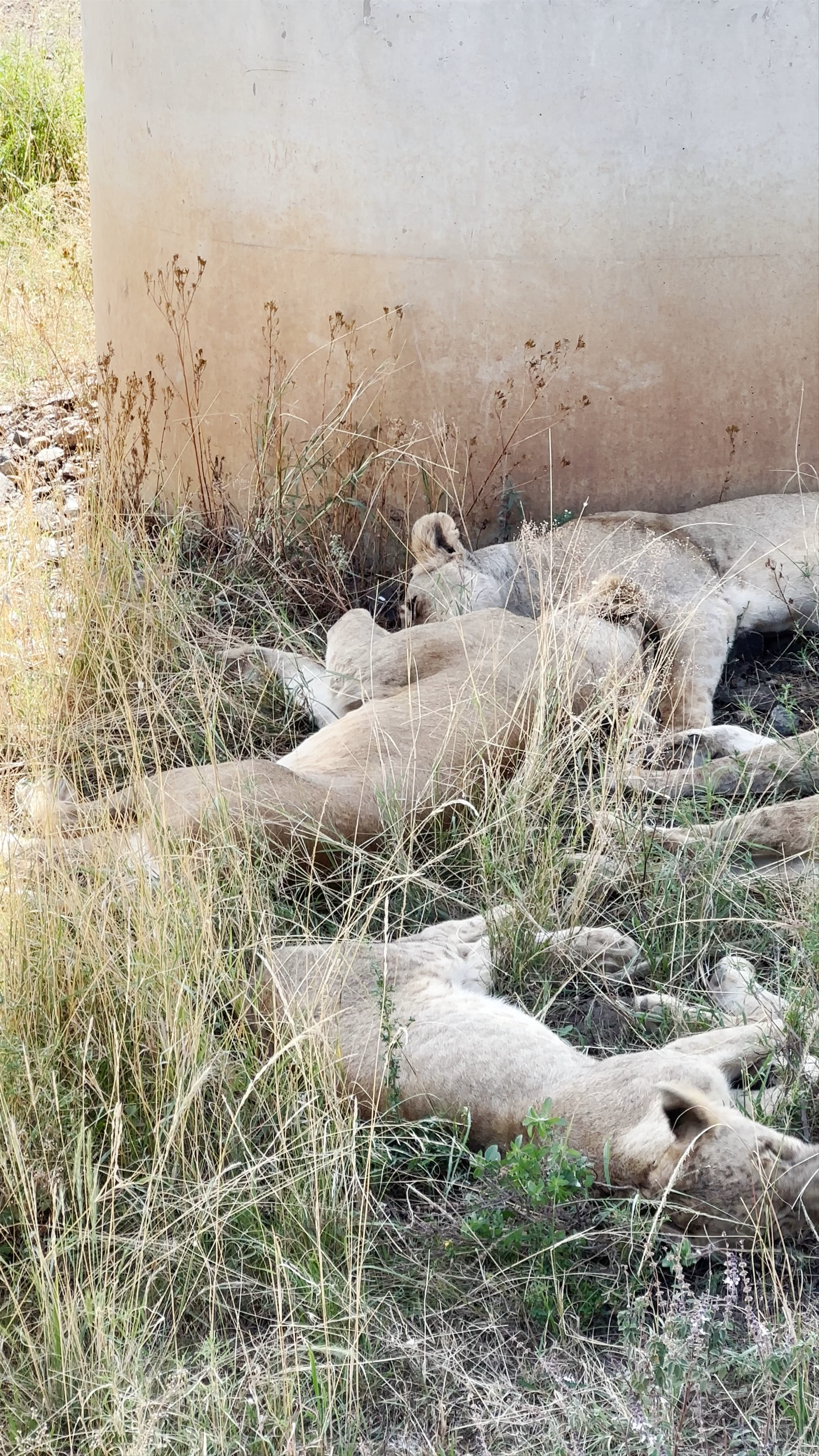 Serene Lion Pride Resting in Nairobi National Park