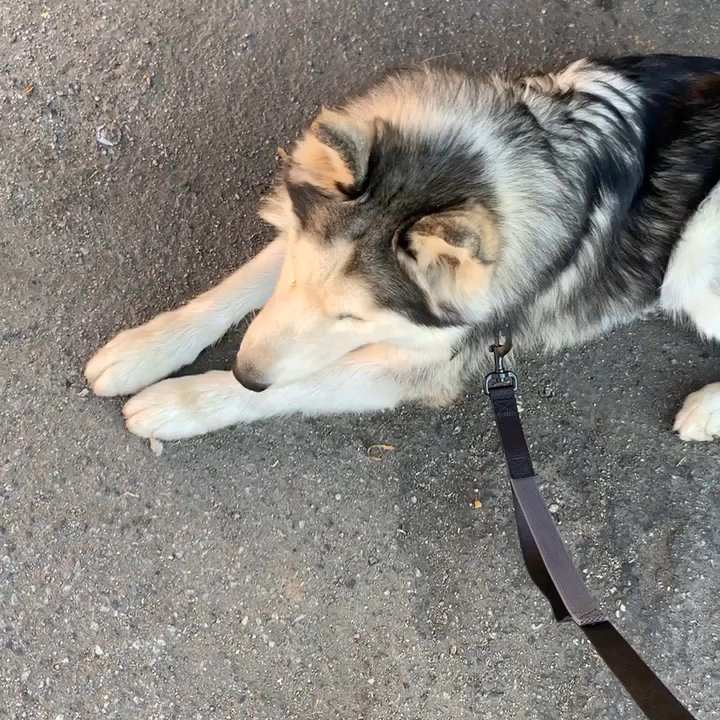 DogFit23 - Dog Walkers Near Me