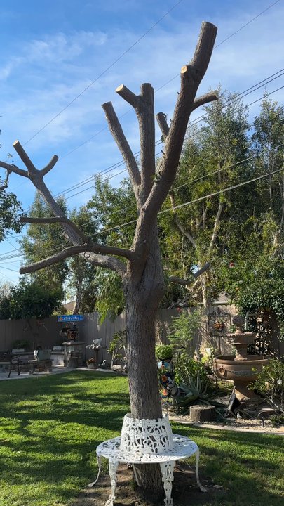 Martinez Tree Service - I got recommendations from one of my neighbors about Martinez Tree Service and they gave me the best price and love the work they did. - Tree Services Near Me