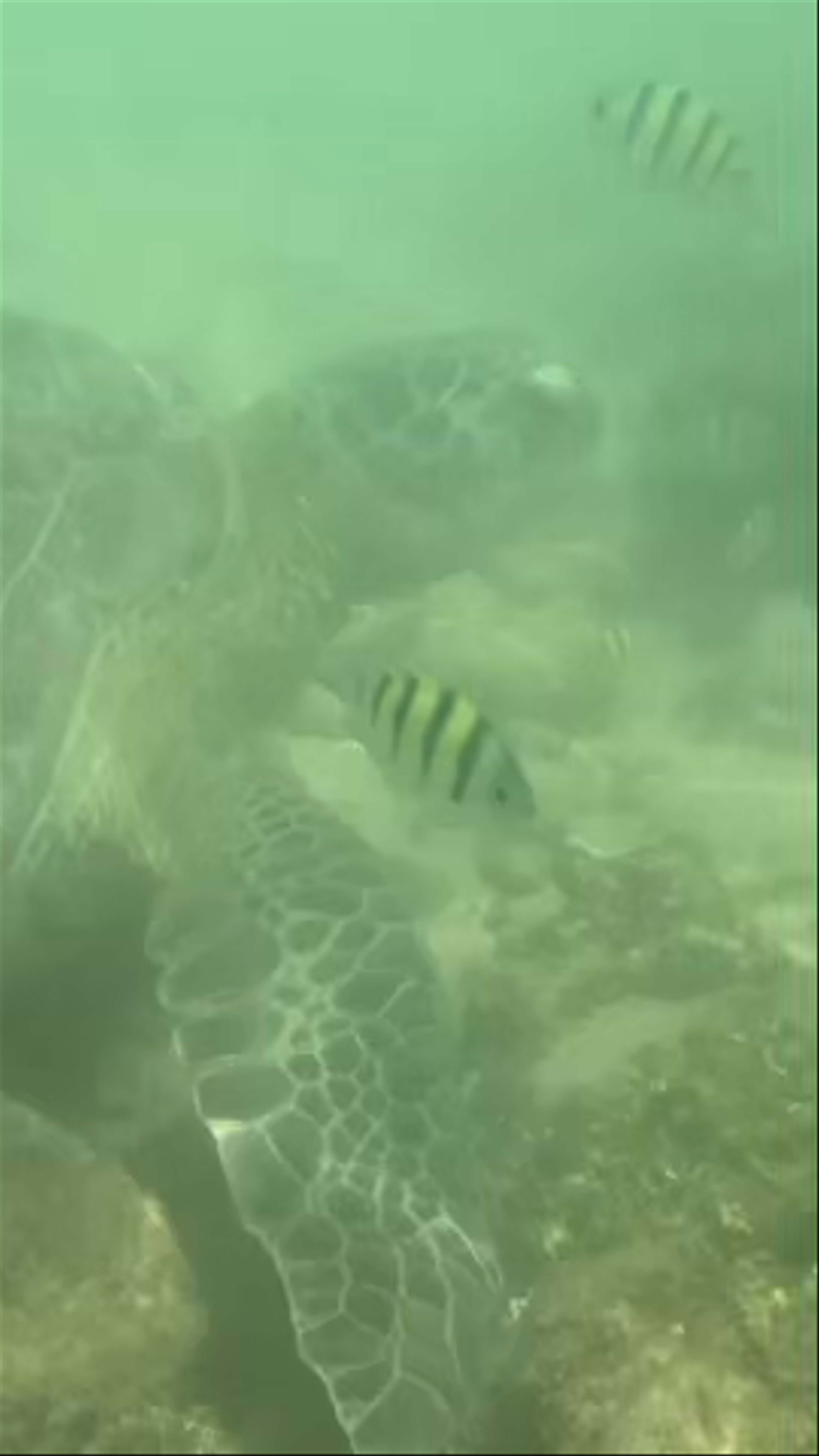Underwater Encounter with Sea Turtles at Turtle Beach, Unawatuna, Sri Lanka