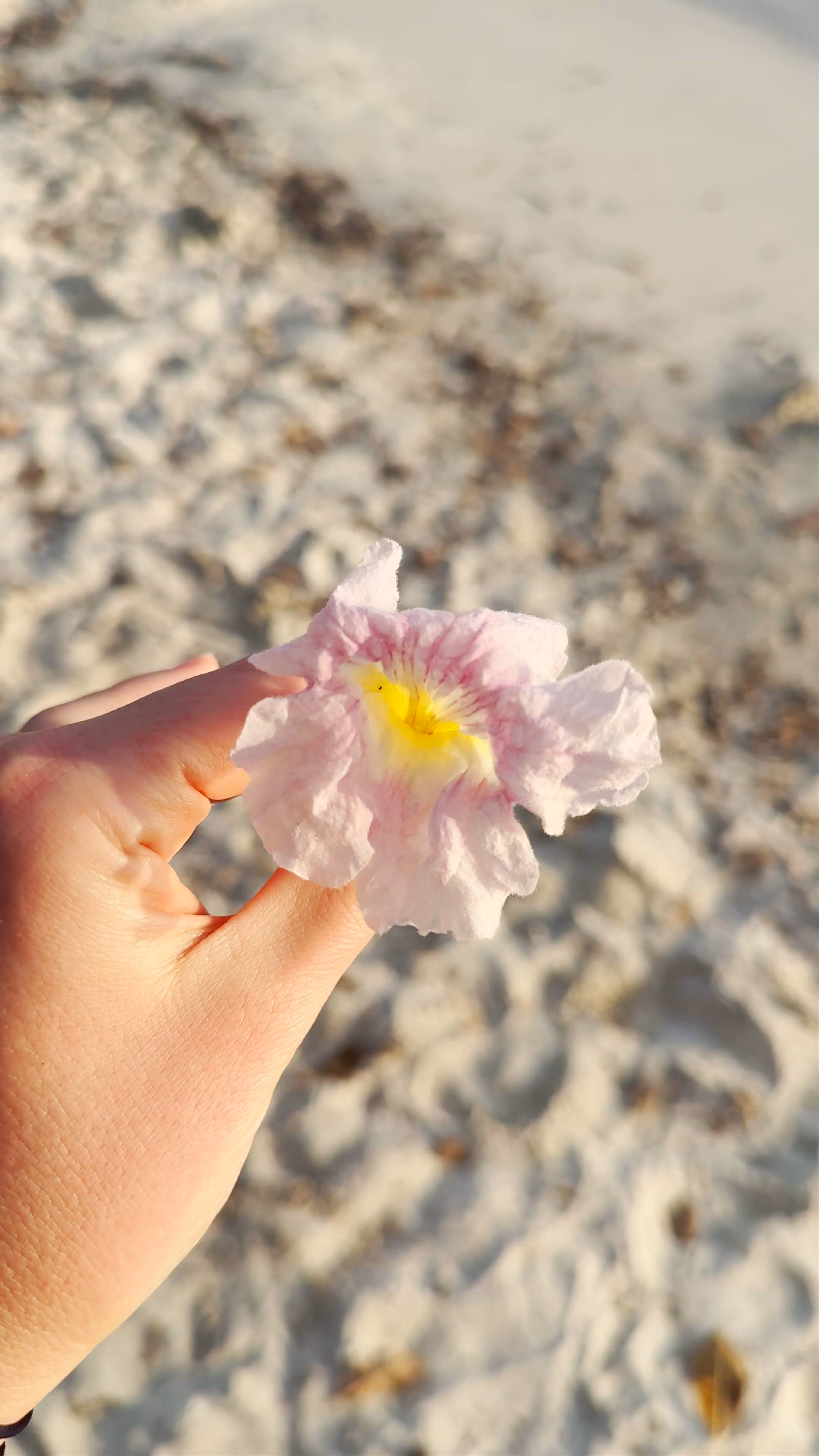 Beach of Petit-Havre