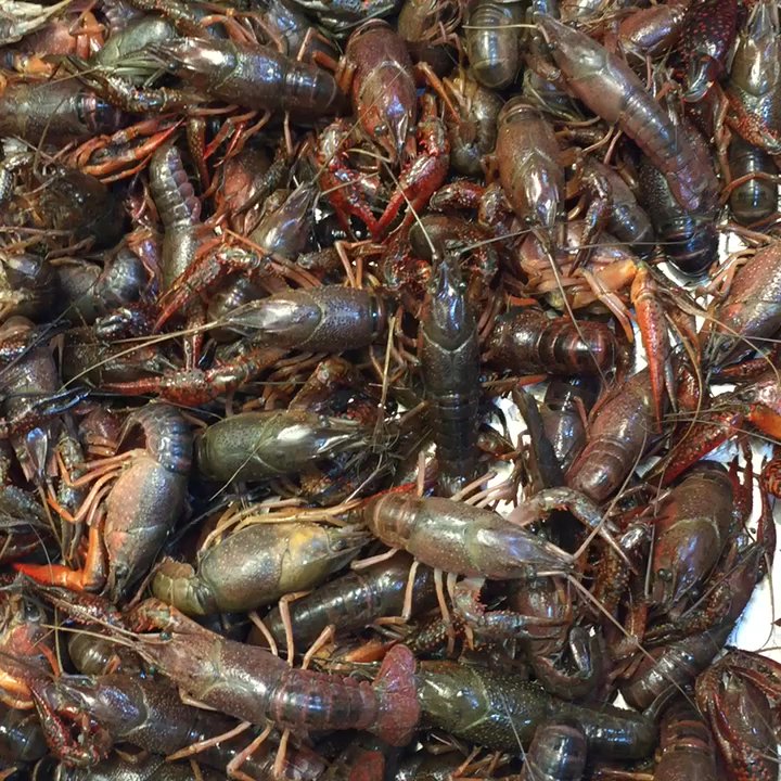 Jusgo Supermarket - Crawfish Alive! 4.99$ - International Grocery Near Me - Plano, Texas