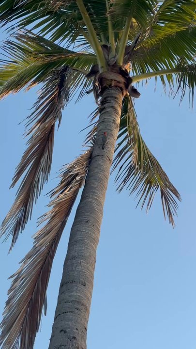 Blind Pass Beach - Woodpecker on the beach - Parks Near Me - Sanibel, Florida