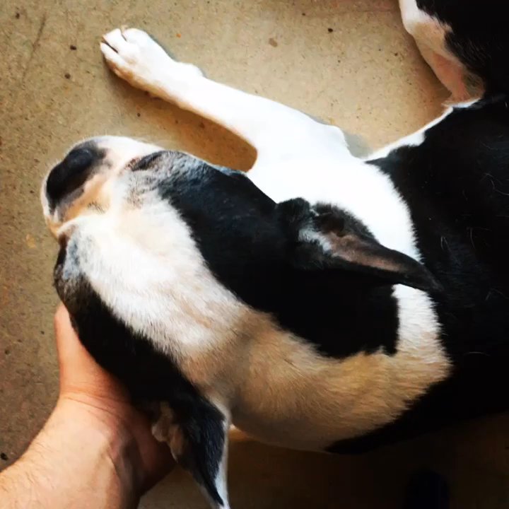 Místo - Dogs are welcome - Cafes Near Me - Praha 6 - Dejvice, Puerto Rico