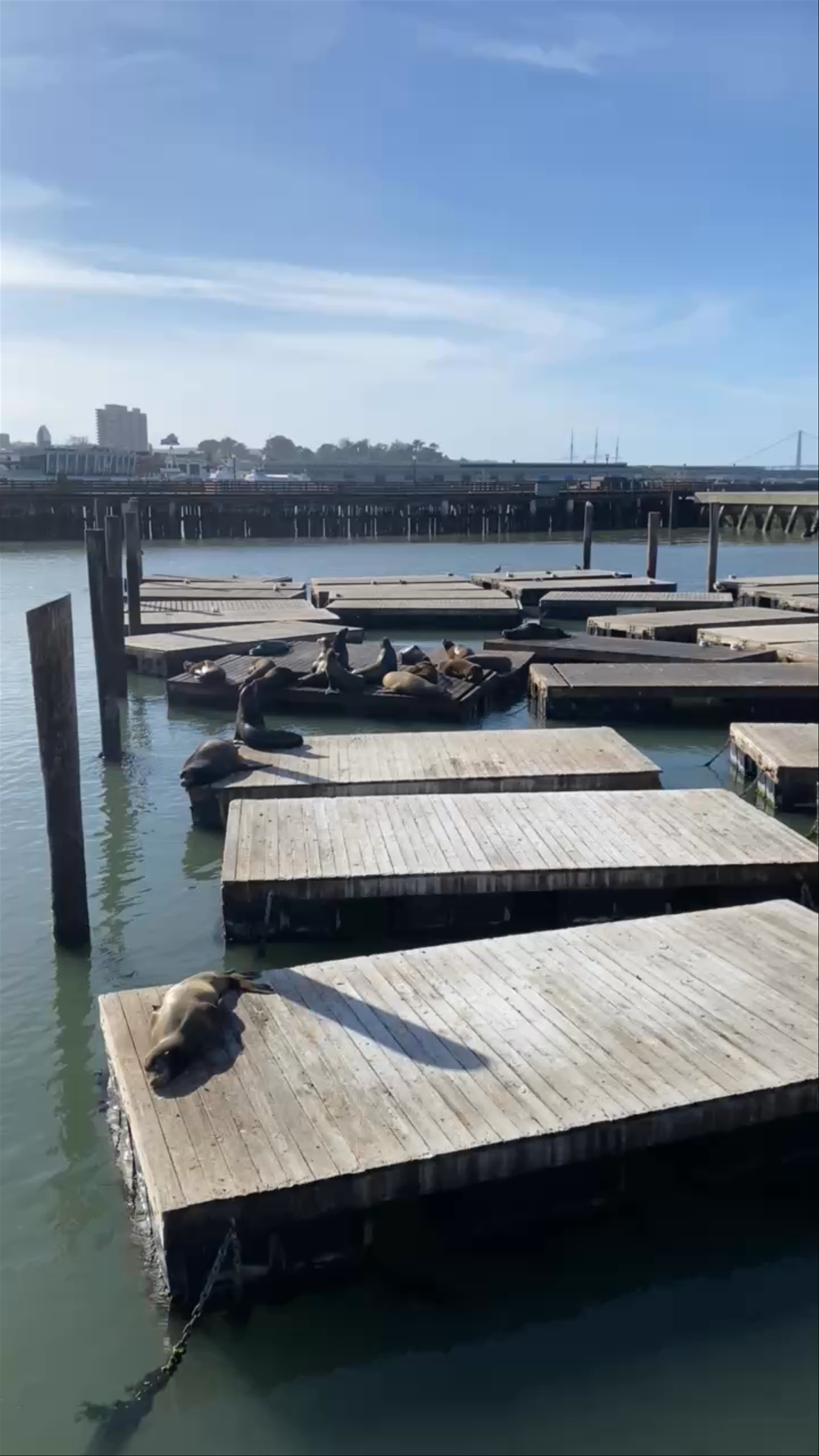Sea Lion Viewing Area