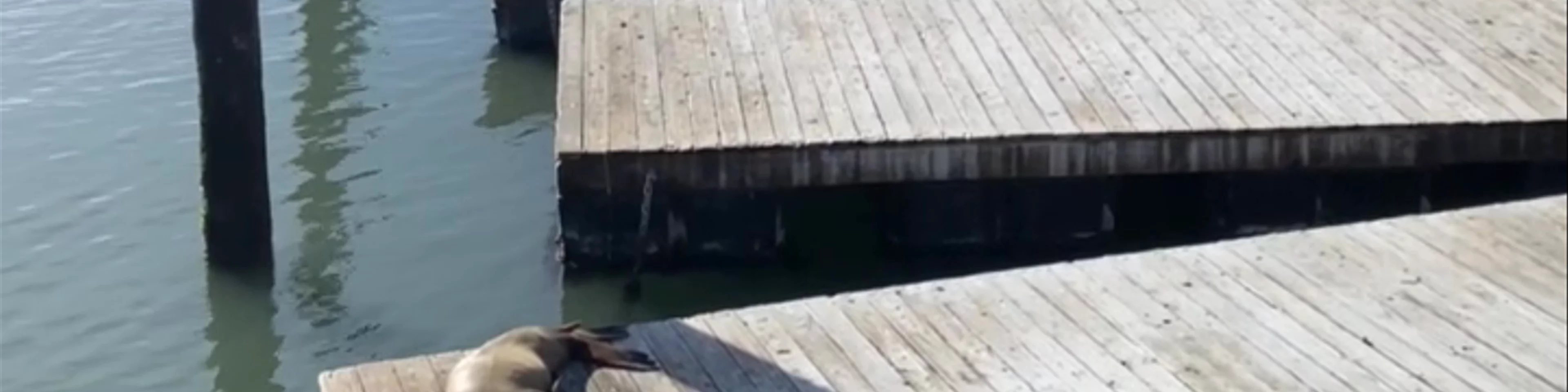 Sea Lion Viewing Area