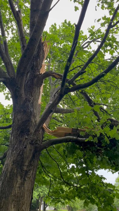 Lopez Tree Service - Video of broken tree - Tree Services Near Me - Jeffersontown, Kentucky