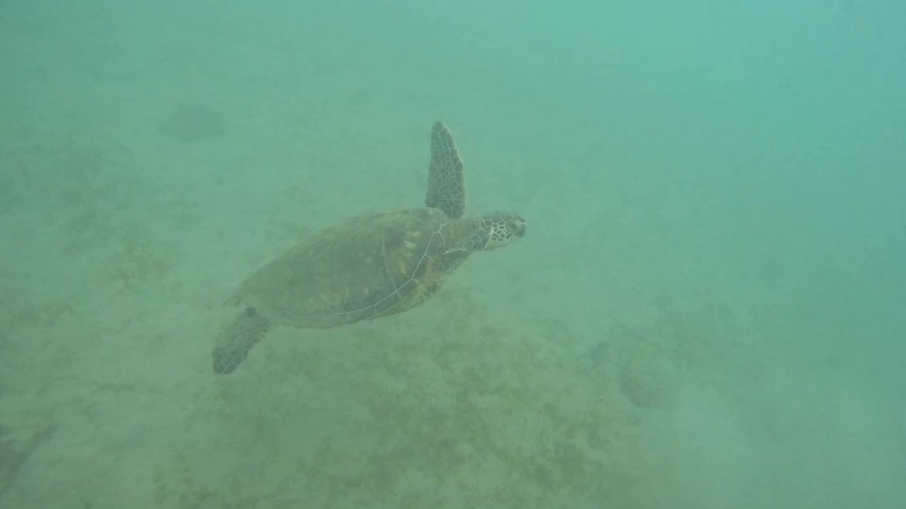Try Scuba Diving - Honolulu - We got to see a see turtle swim by us, we had a great experience. - Scuba Diving Near Me - Honolulu, Hawaii