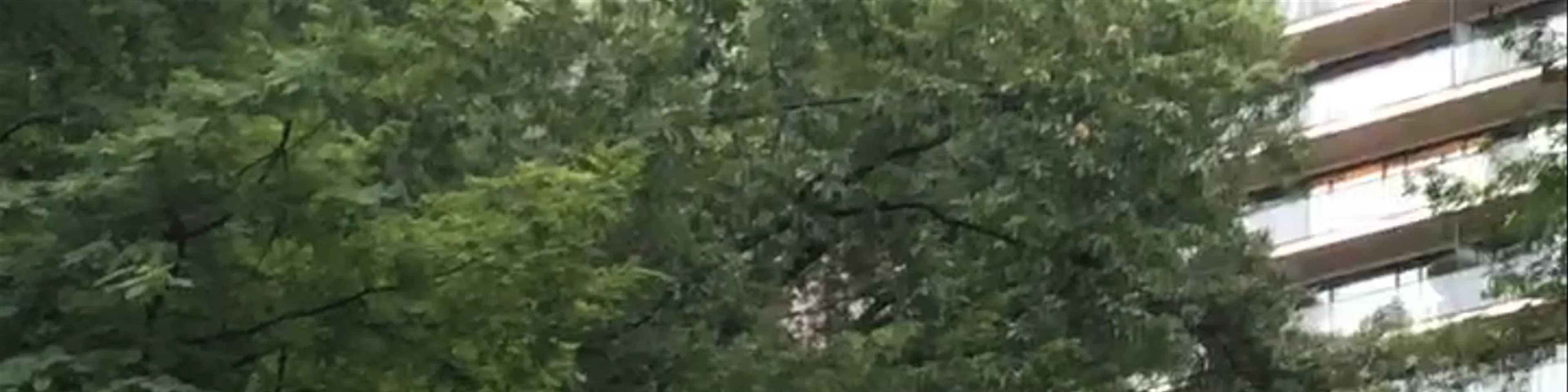Central Park