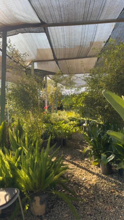 Kim's Plants - Outside space - Nurseries & Gardening Near Me - Los Angeles, California