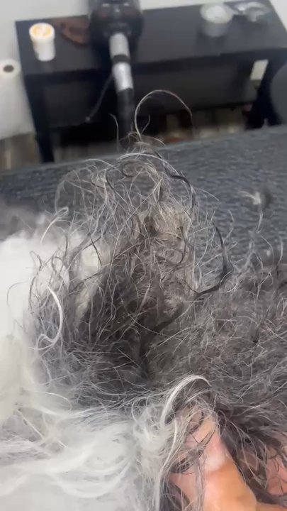 Animal Options - Vid shows matted ears. They had specific instructions on what they wanted which gave the groomer limited control. - Pet Groomers Near Me - Toledo, Ohio