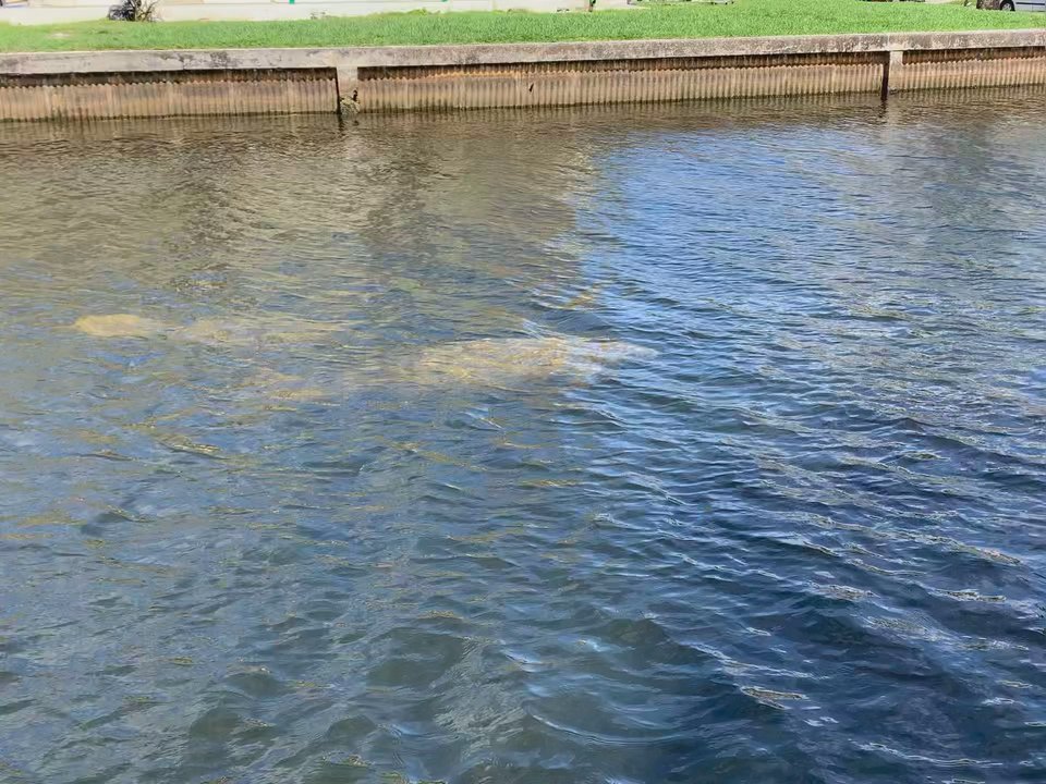 Manatee Bend Park - Mom & baby manatee - Parks Near Me - Miami, Florida