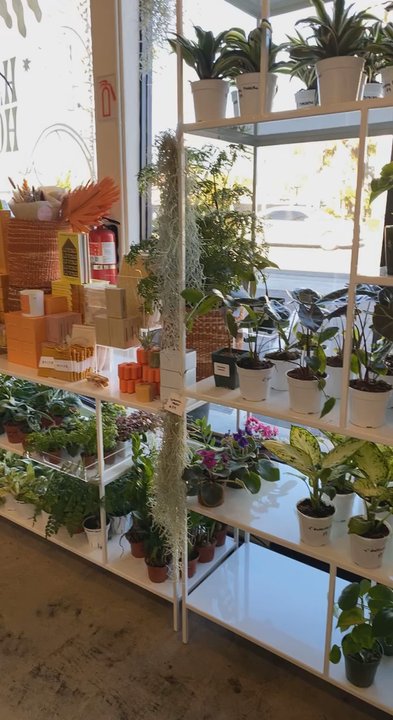Landmark Plant - Nurseries & Gardening Near Me - Encinitas, California