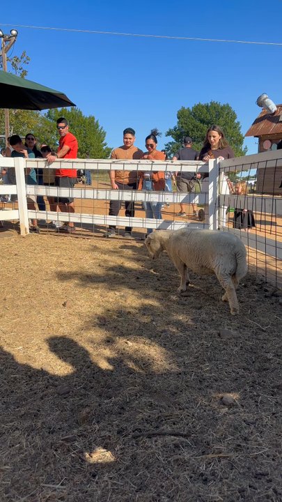 Hall's Pumpkin Farm - Pumpkin Patches Near Me - Grapevine, Texas