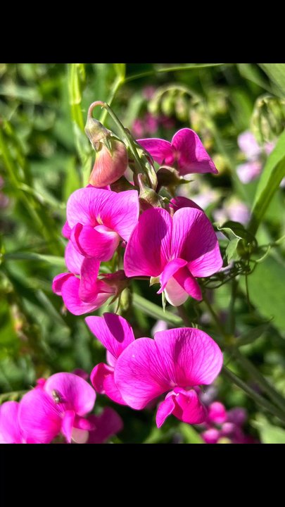 Hacienda Mobile Home Park - Resident flowers - Sweet Pea - Mobile Home Parks Near Me - Pleasanton, California