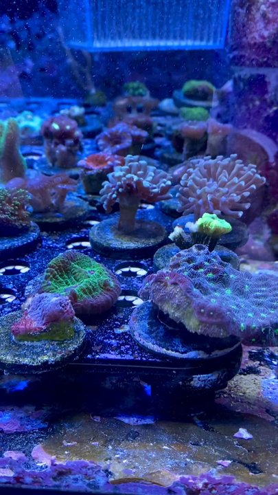 Reef Life Aquariums - Pet Stores Near Me - Birmingham, Alabama