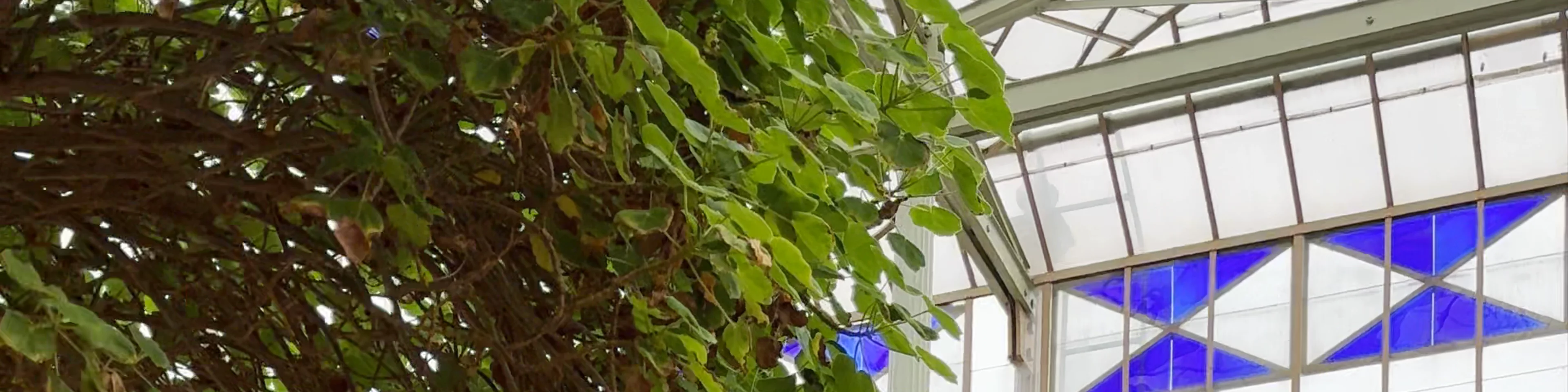 Adelaide Botanic Garden