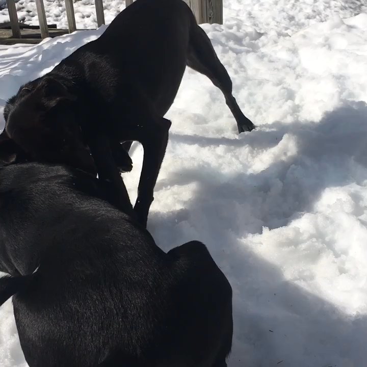 Loyal Canines - Louie playing with his trouble-maker sister. He's the bigger guy on the bottom. - Pet Sitting Near Me - Peabody, Massachusetts
