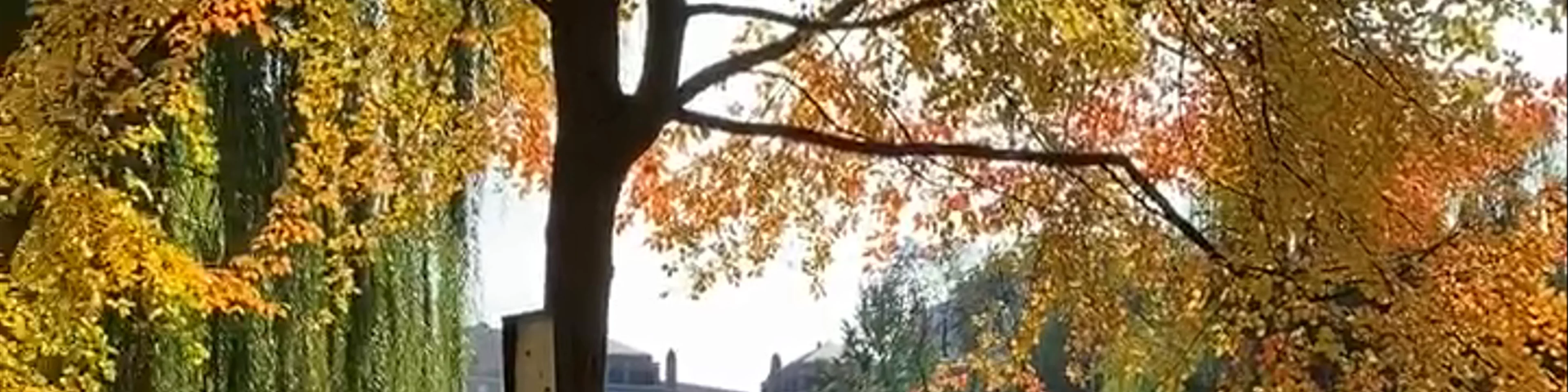 Boston Public Garden