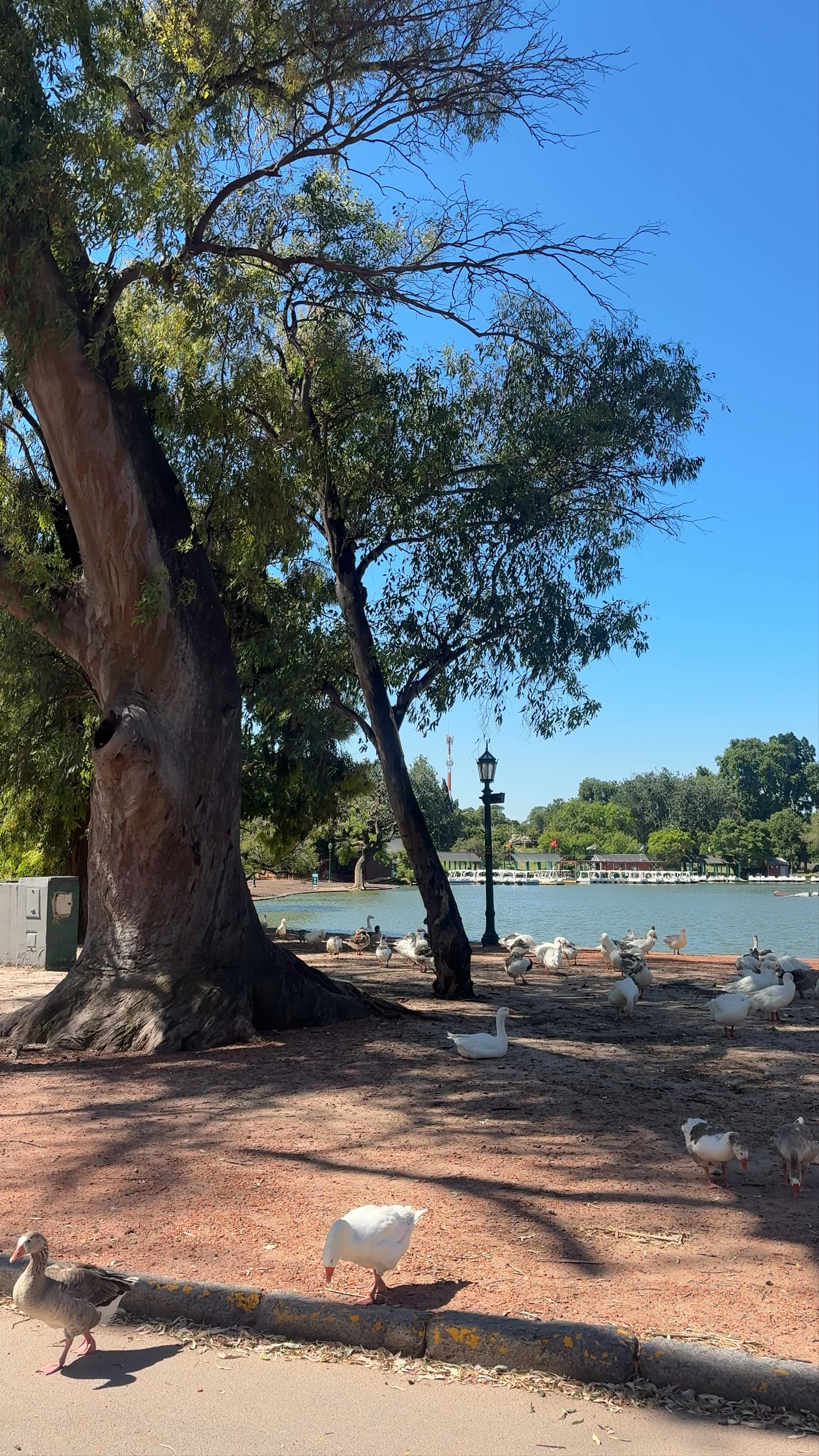 Serene Afternoon at Tres de Febrero Park, Buenos Aires